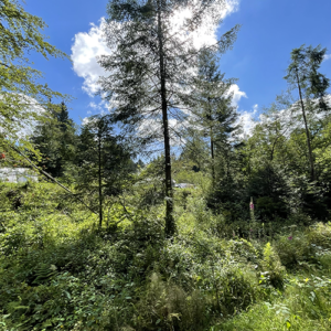 Groen La Sténiole