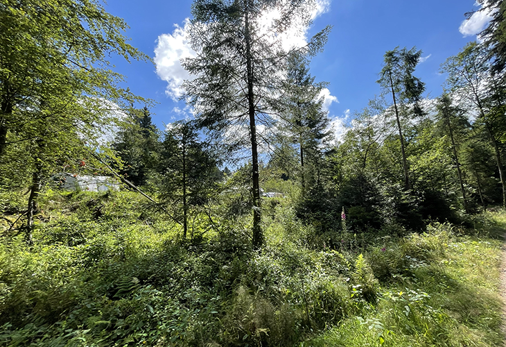 Groen La Sténiole