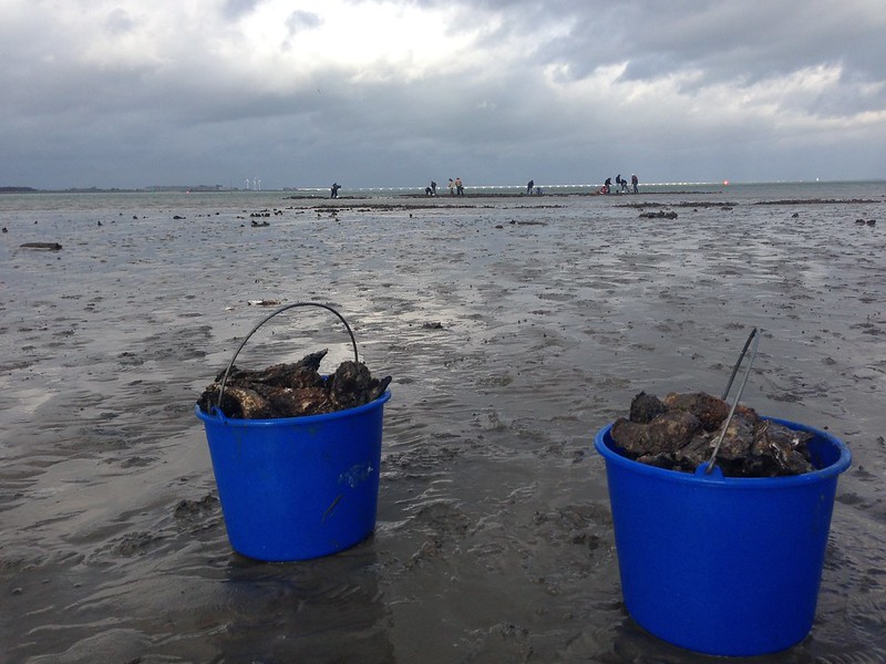 oesters plukken